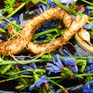 Ginseng-Wurzel-Extrakt